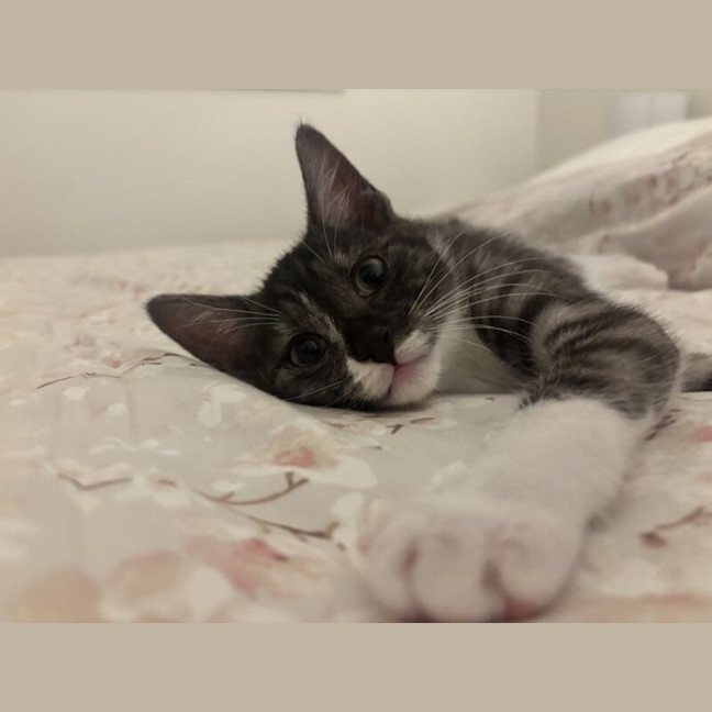 Photo of Misty