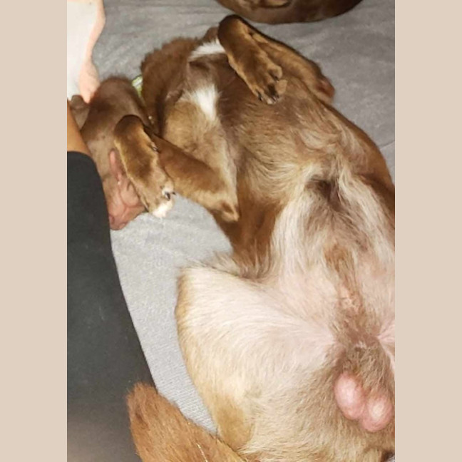 Photo of Ron Weasley