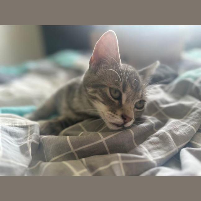 Photo of Astro The Grey Tabby