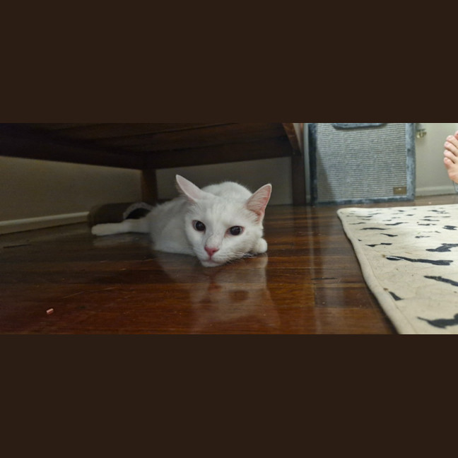 Photo of Chip