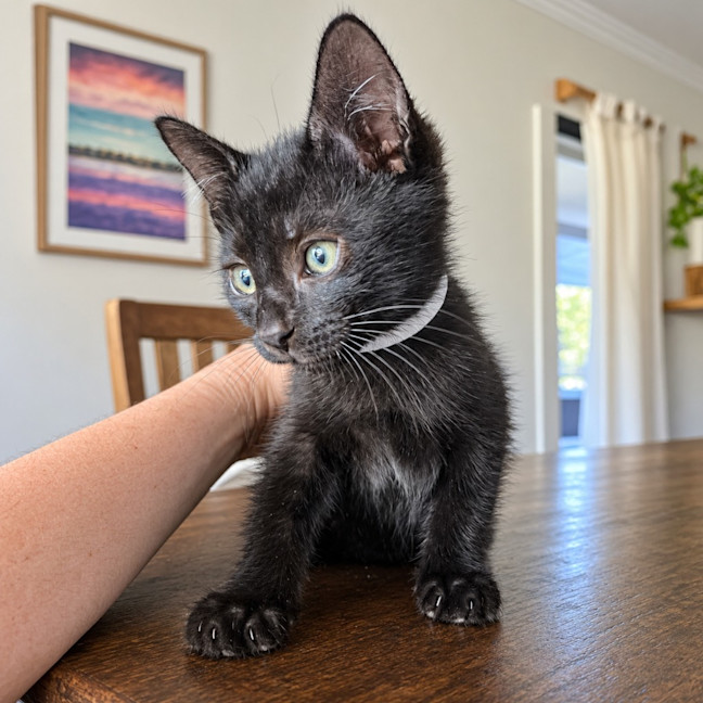 Photo of Jester