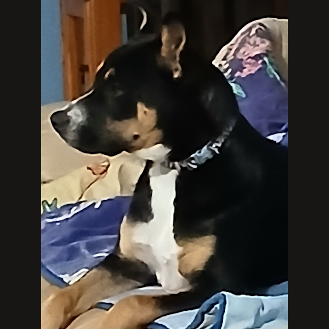 Photo of Remy