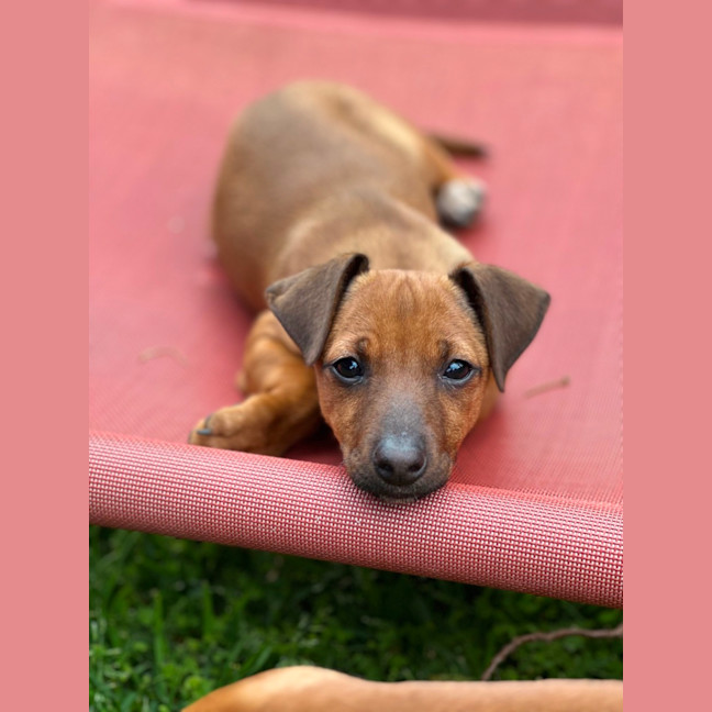 Photo of Lyra