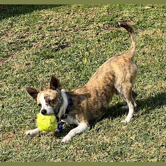 Photo of Ojay   11 Month Old Chihuahua X