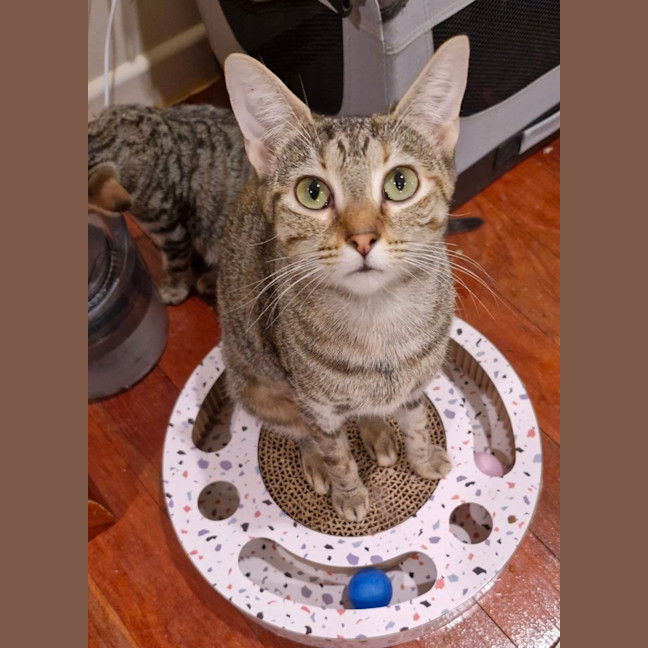 Photo of Olive 