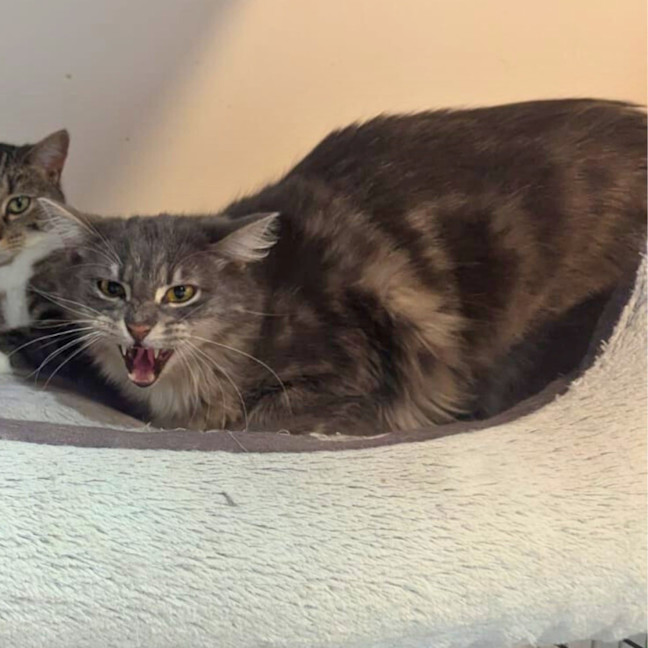 Photo of 🐭 Stevie 🐭