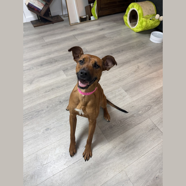 Photo of Tessy Imp 1435