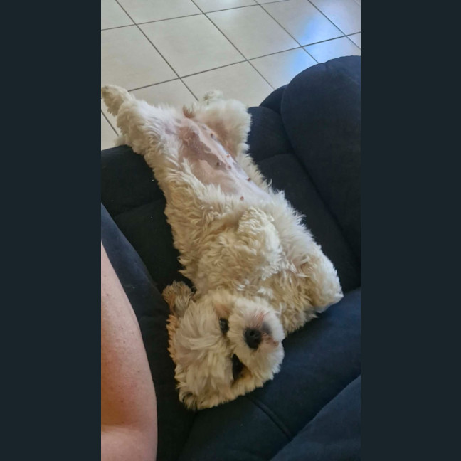 Photo of Peaches
