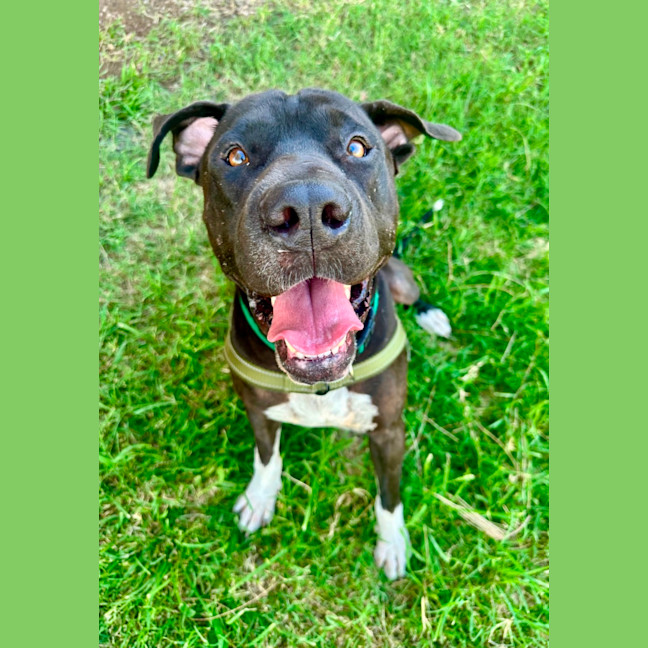 Photo of Boof