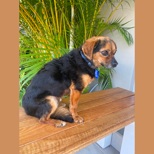 Photo of Barney   3 Year Old Chihuahua X Terrier