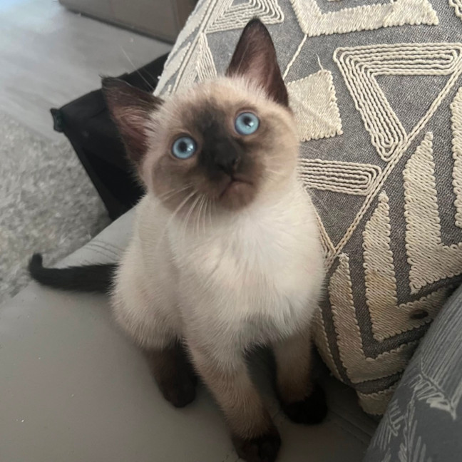 Photo of Nelson 🩵