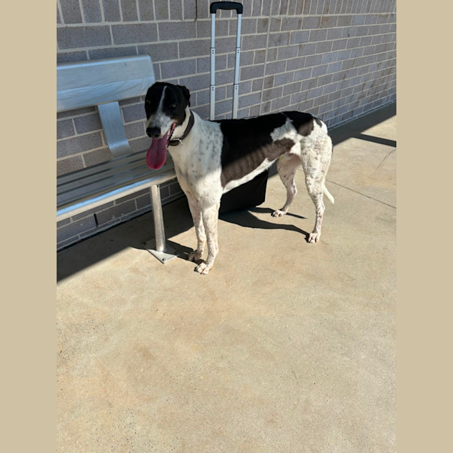 Photo of Marshmallow