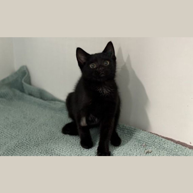 Photo of Rebel