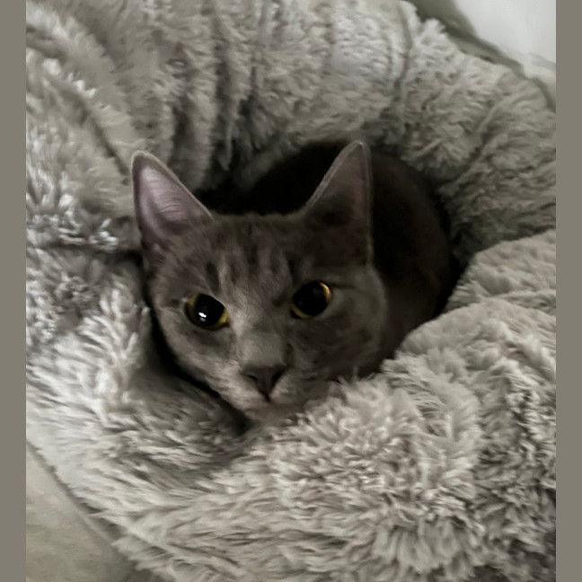 Photo of Saski