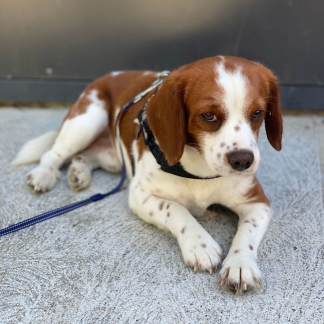 Photo of Bagel
