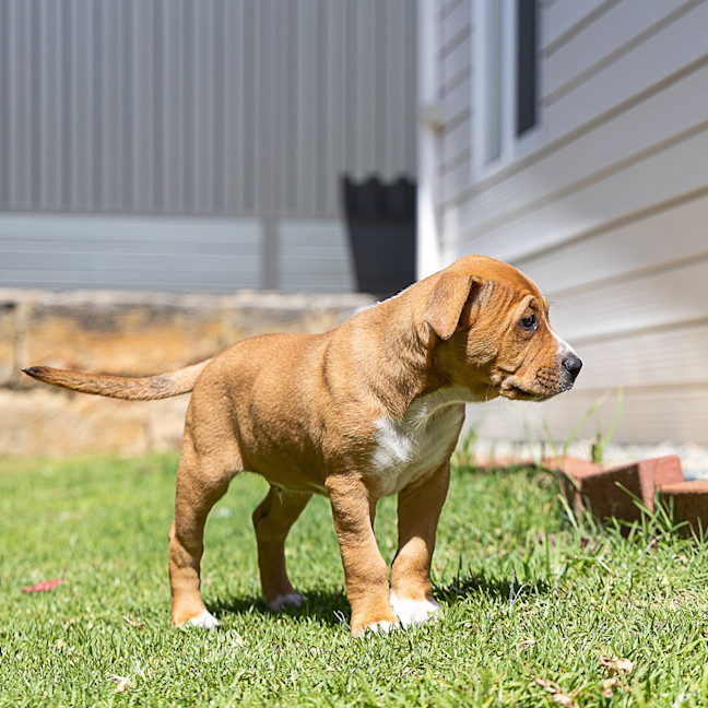 Photo of Biscuit