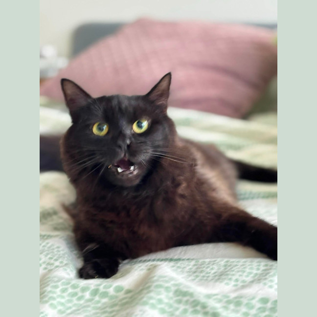 Photo of 🐈‍⬛💖 Annie 🐈‍⬛💖