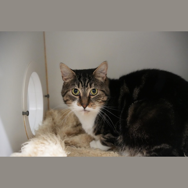 Photo of Jetson