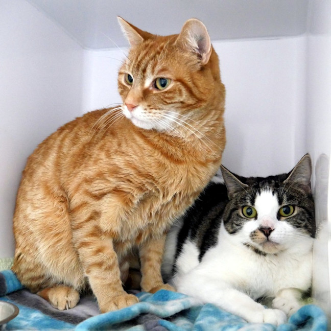 Photo of Cleo & Nugget