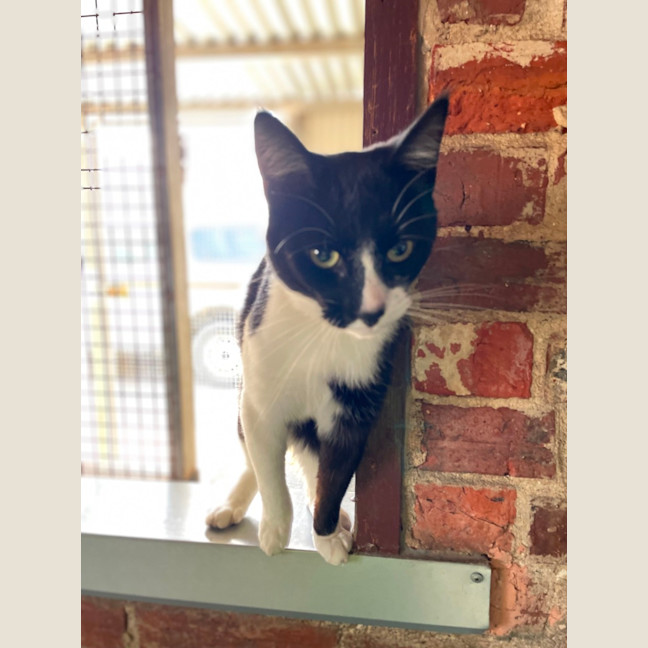 Photo of Archie