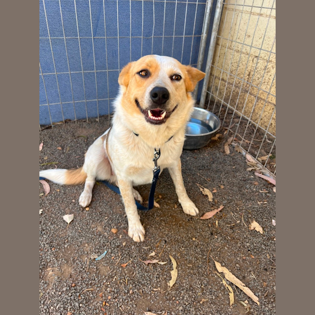 Photo of Koda