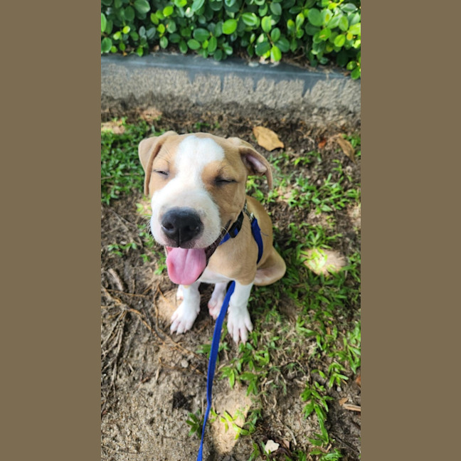 Photo of Mustard