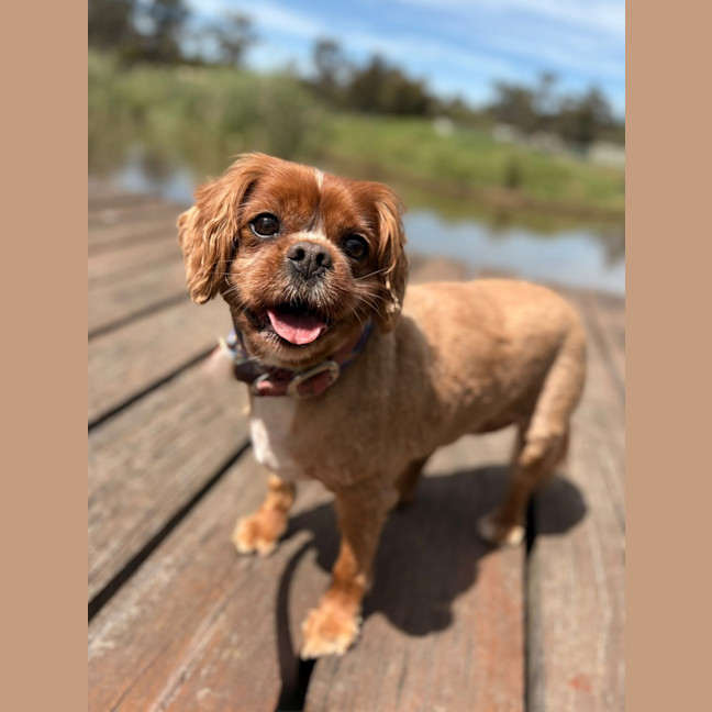 Photo of Ruby