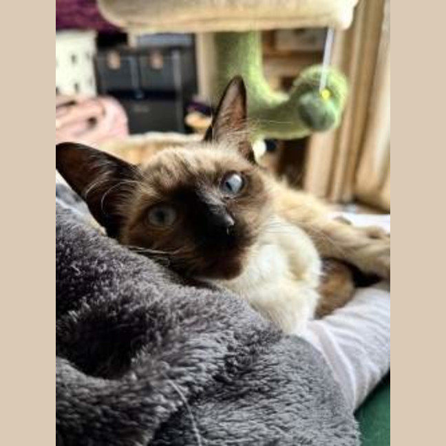 Photo of Loomie