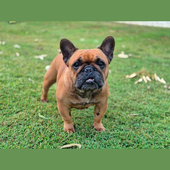 Photo of Amber