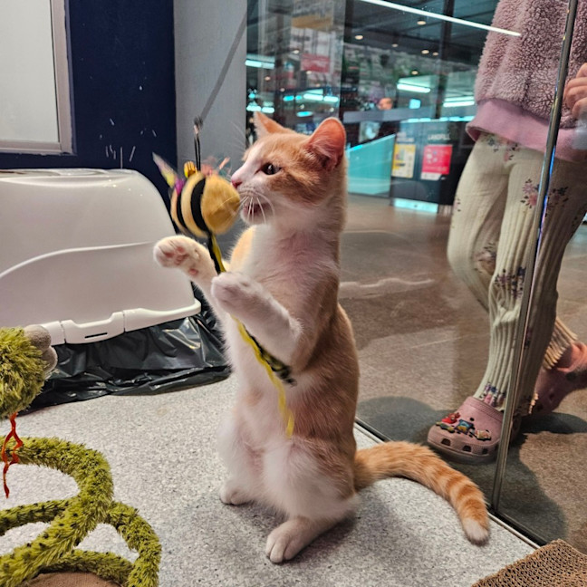 Photo of Little Jack