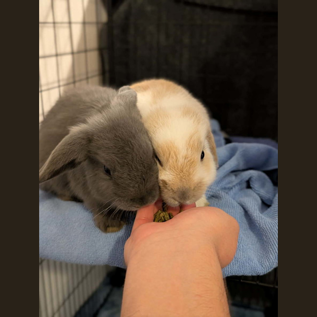 Photo of Hops & Barley