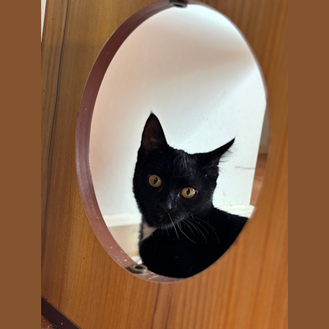 Photo of 🖤 Poppy 🖤