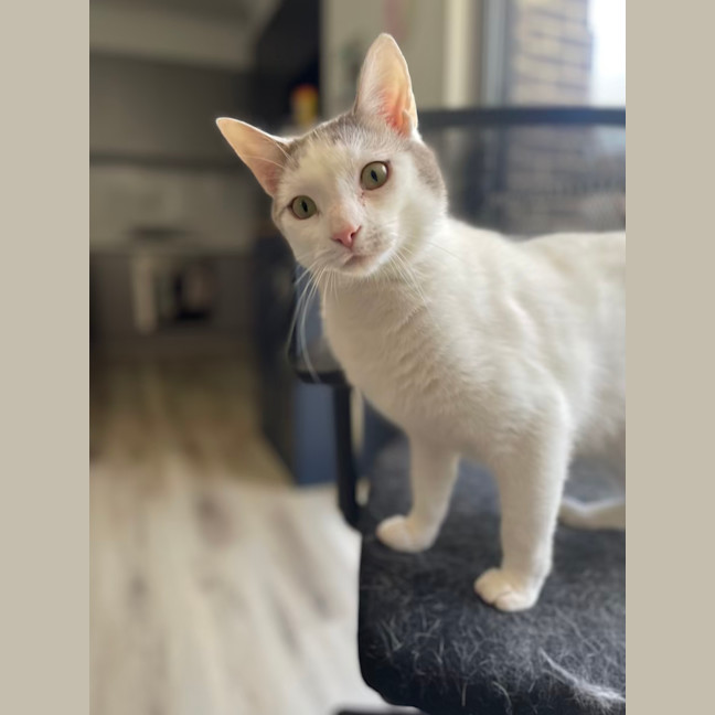 Photo of Missy & Pablo 🌷🐈