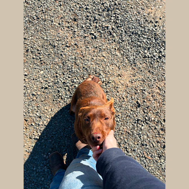 Photo of Koko