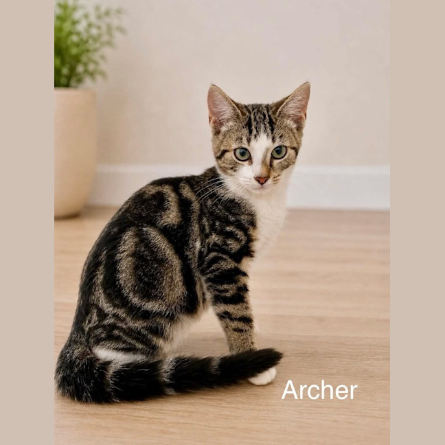 Photo of Archer
