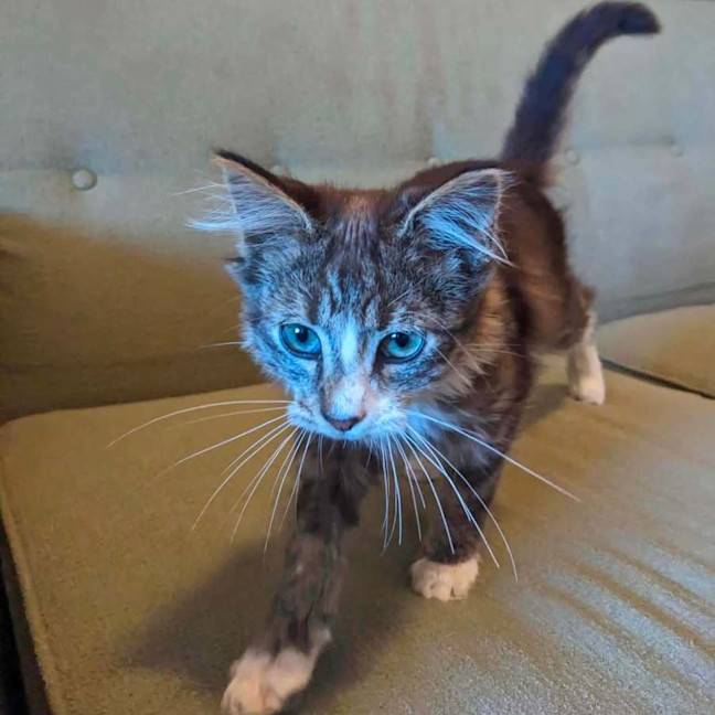 Photo of Teddy   In Foster Care In Thornbury