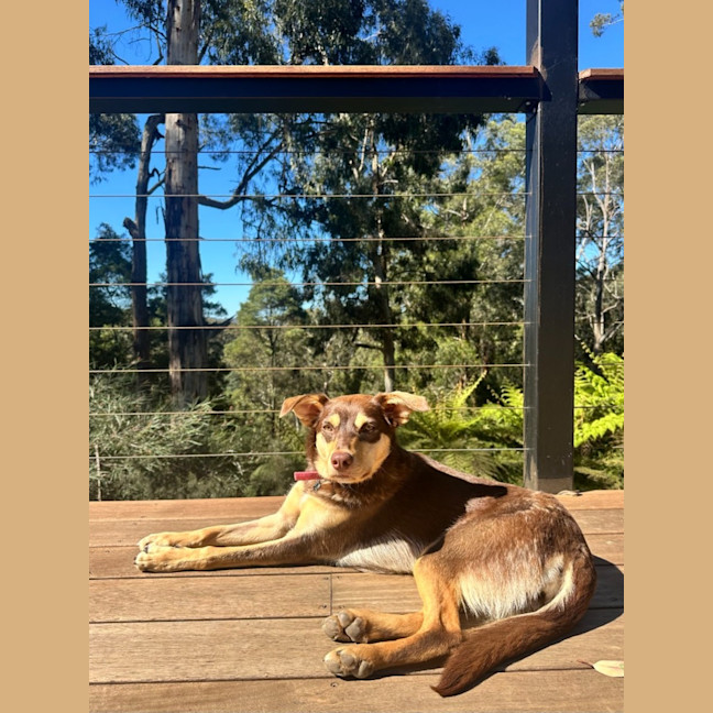 Photo of Maple