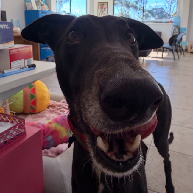 Photo of Banjo The Greyhound