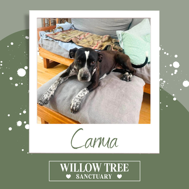 Photo of Carma
