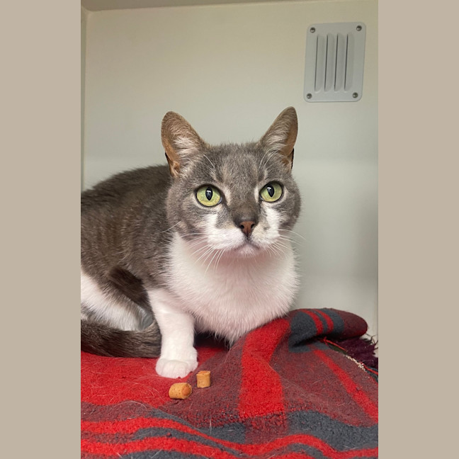 Photo of Pepper