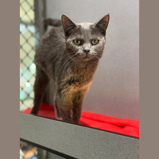 Photo of Bluebell