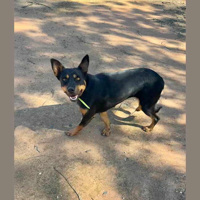 Photo of Ruby