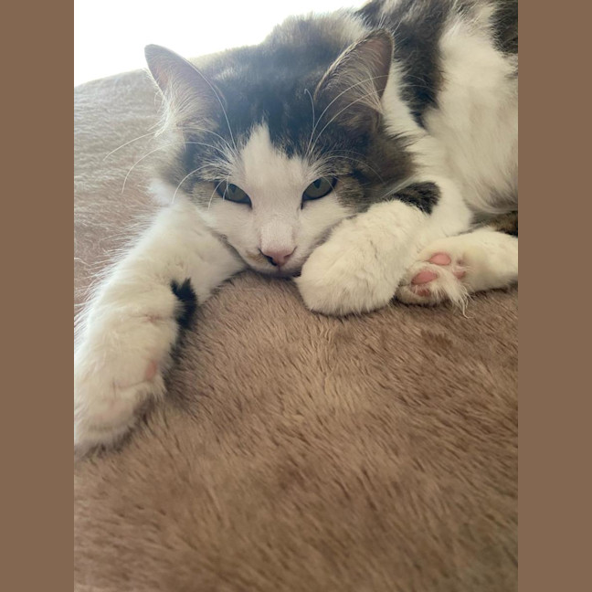 Photo of Whiskers *9 Lives Project Rescue*