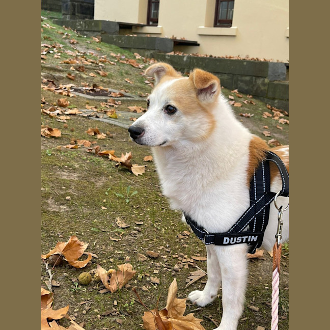 Photo of Bonzer 