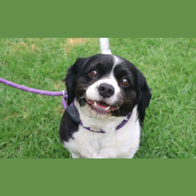 Photo of Stella