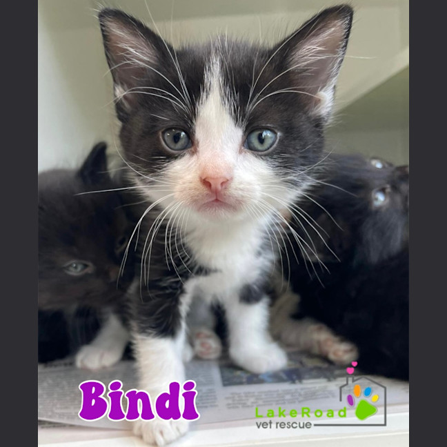 Photo of Bindi