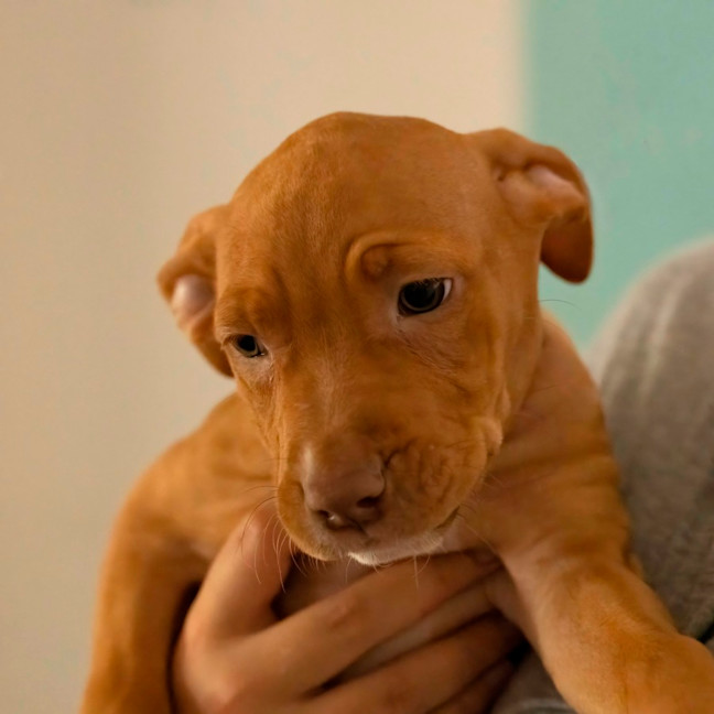 Photo of Willow   10 Week Old Staffy X  (Trial)