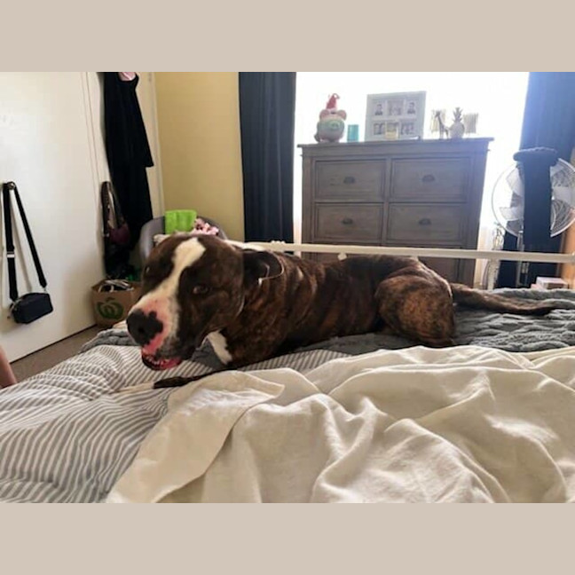 Photo of Bernie *Urgent Foster Carer Needed*
