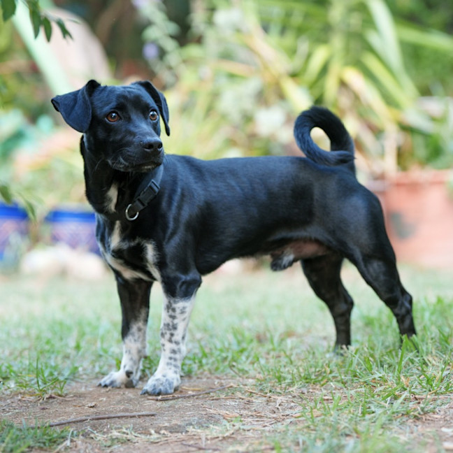 Photo of Dexter