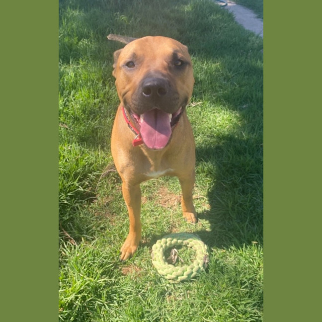 Photo of Freddie 🐾 2yo Staffy X